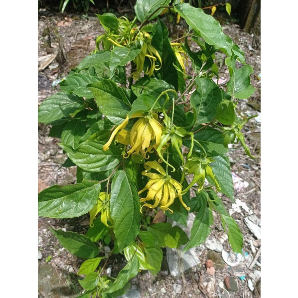 bunga tabur makam, bunga siraman 7 bulanan, bunga temu manten