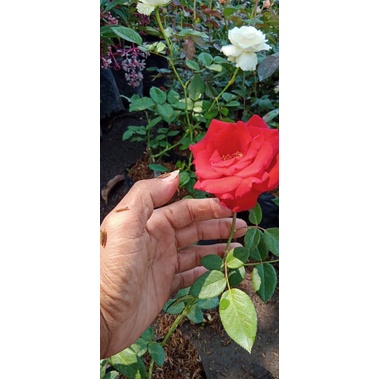 bibit bunga mawar merah