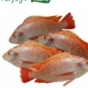 

Terbaru dan terlaris ikan nila segar 1kg !!!