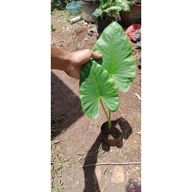 tanaman sente hijau/bibit sente hijau/anakan sente hijau/tanaman hias sente hijau