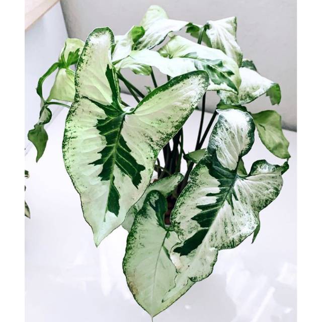 Tanaman Hias Syngonium Magic Marble