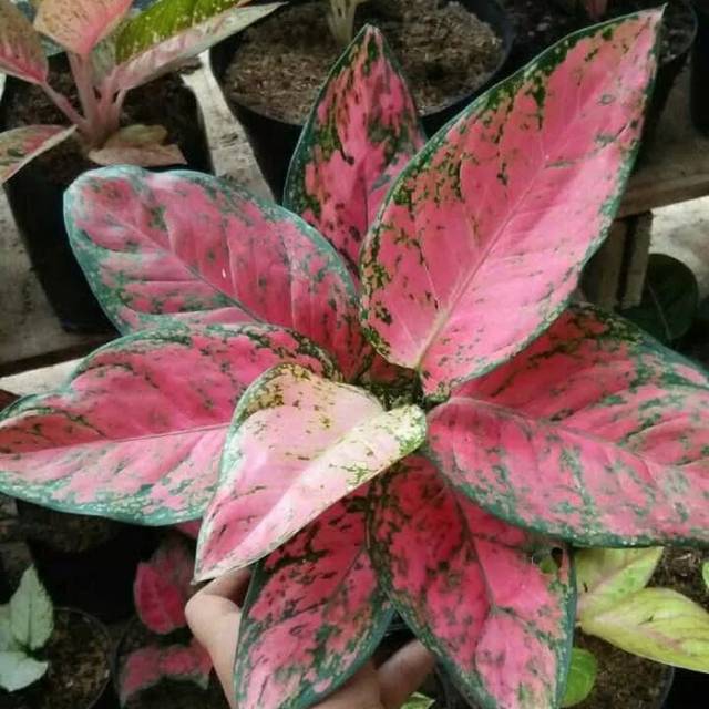 Bibit bunga  aglonema  Big Apel Shopee  Indonesia