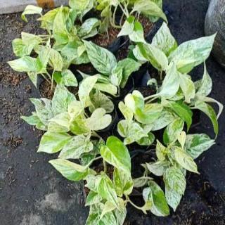 Tanaman hias Sirih Gading Putih / Marble Queen Pothos ...