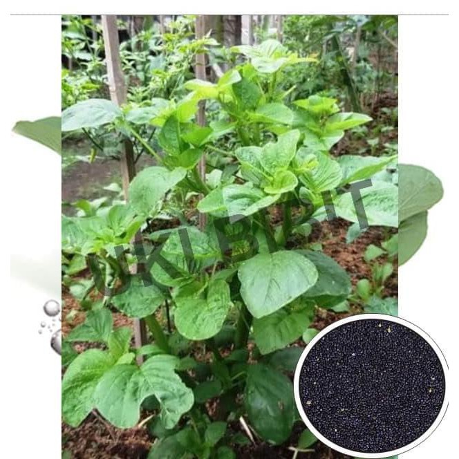 ( 10 Gram ) Benih Bayam Petik / Potong / Kakap minimal order 2 co