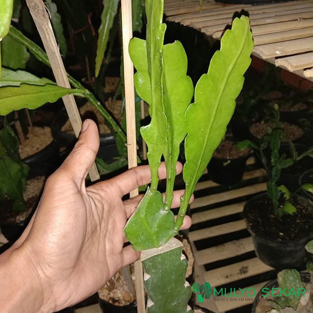 Wijaya Kusuma Kuning Fruhlings Gold Epiphyllum Bibit Tanaman Bunga