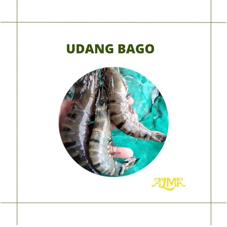 

UDANG BAGO / UDANG