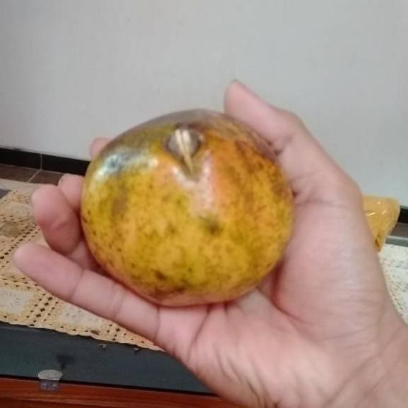 

Terbaru 4.4 Buah delima Delima lokal dari muria