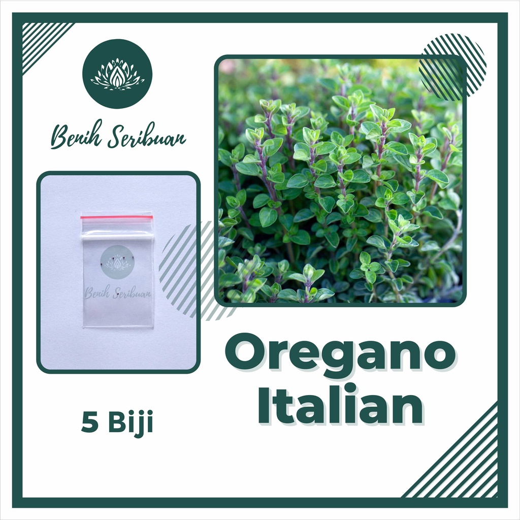 BS-BYL Benih Herbal Bibit Herb Herba Daun Mint Peppermint Lavender Basil Kale Kucai Coriander Parsley Alfalfa Grass-OREGANO ITALIAN