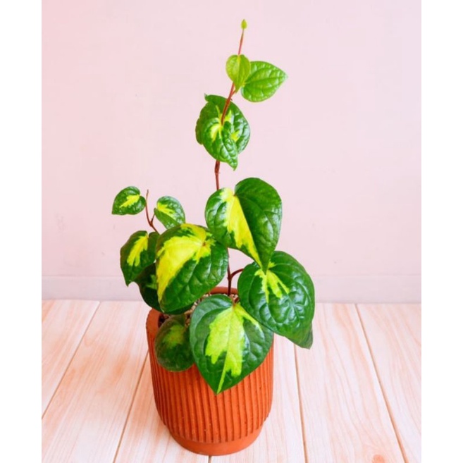 Sirih Varigata Kuning / Sirih Golden