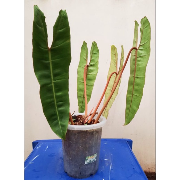 Philodendron Billieteae original Stang orange ( Kabel Busi )