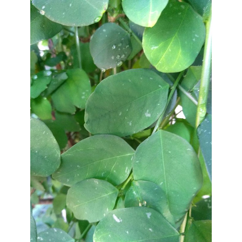 

Daun Katuk Sauropus androgynus