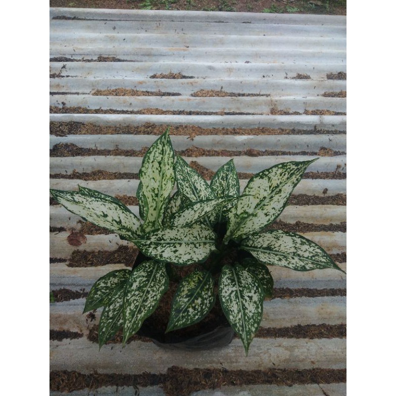aglonema snowhite rumpun