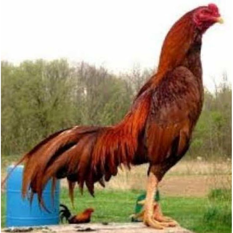 

TELUR AYAM KING PLUCKER SUPER SPEED UNTUK DI TETASKAN