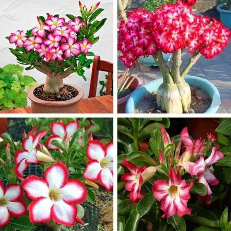 

4 PAKET BIBIT BUNGA ADENIUM TUMPUK KAMBOJA JEPANG