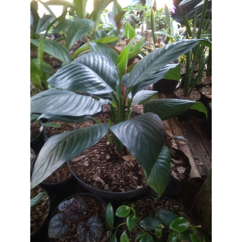 Pohon peace Lily Giant