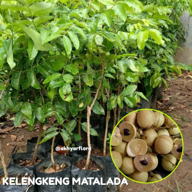 Bibit Kelengkeng Matalada Kelengkeng Hawai Tanaman Buah lengkeng Matalada