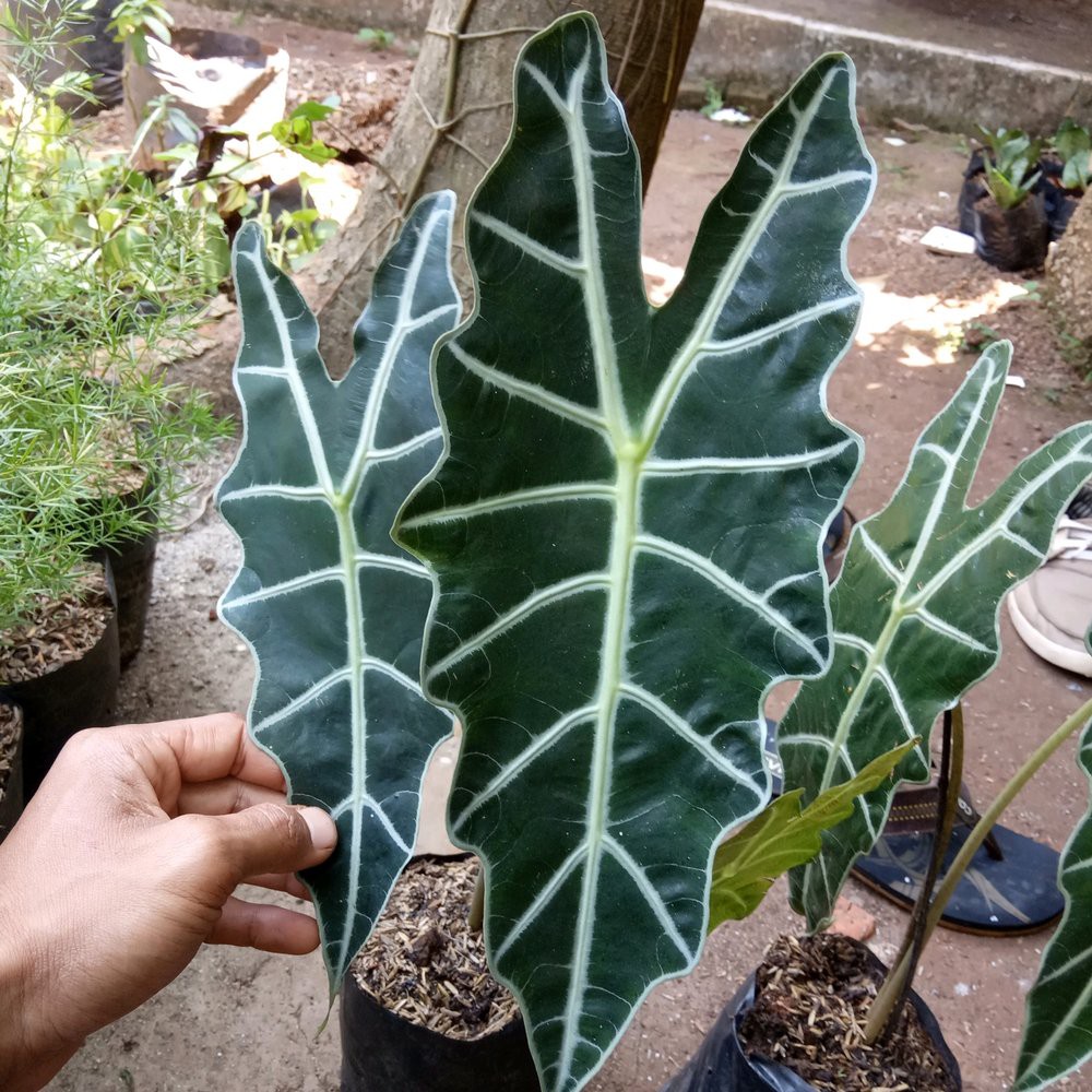 tanaman hias keladi amazon - caladium amazon - keladi amazon Mur