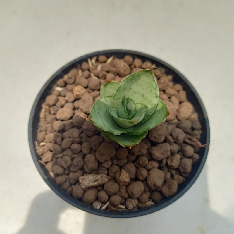 Sanseviera Hybrid Pagoda