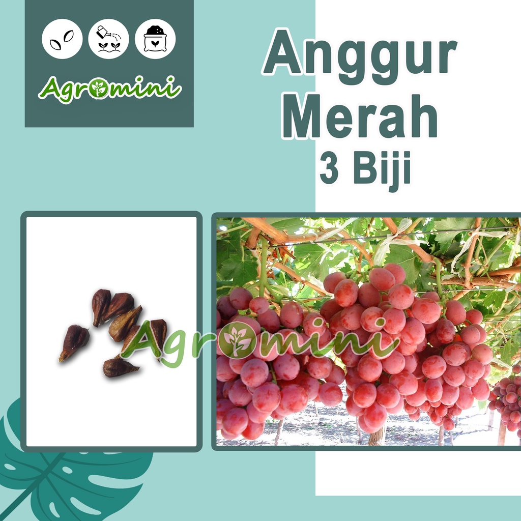 

3 Benih Anggur Merah Red Grape Bibit Tanaman Buah Anggur Premium Super Import Unggul Berkualitas