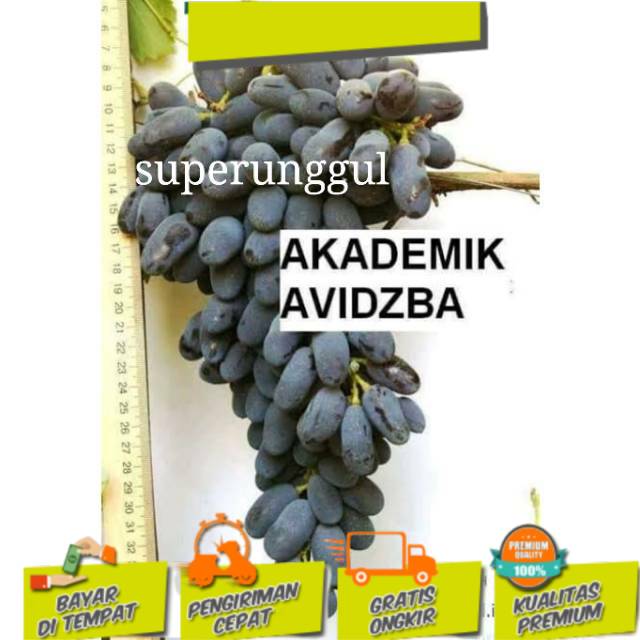Bibit anggur import akademik valid