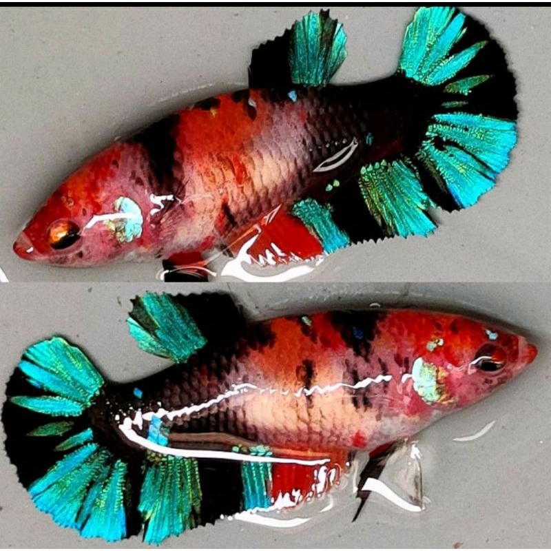 ikan cupang pelakat nemo koi(BETINA/CEWEAN)siap telur+bonus