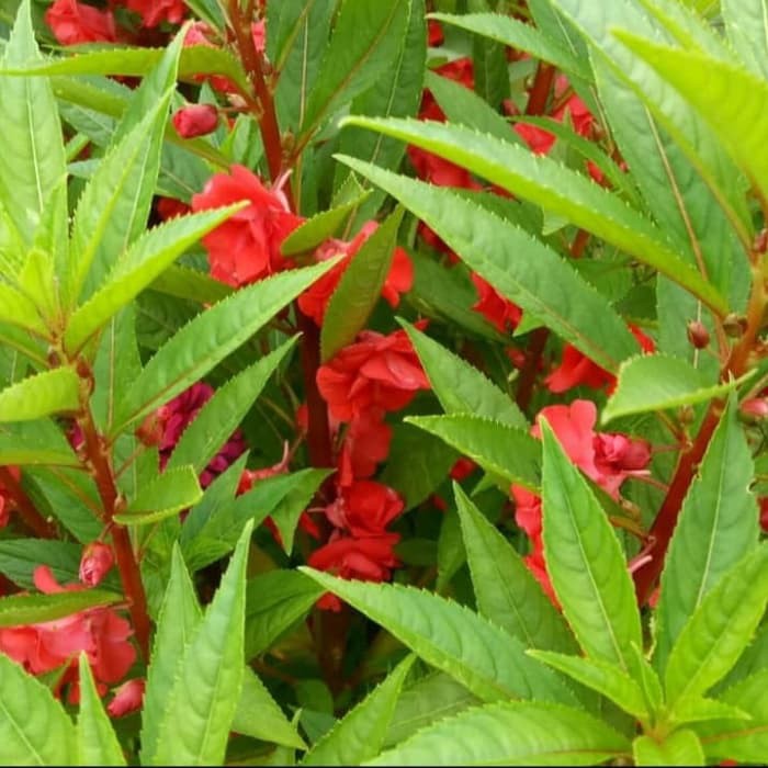 pohon pacar air | tanaman bunga pacar | kembang pacar