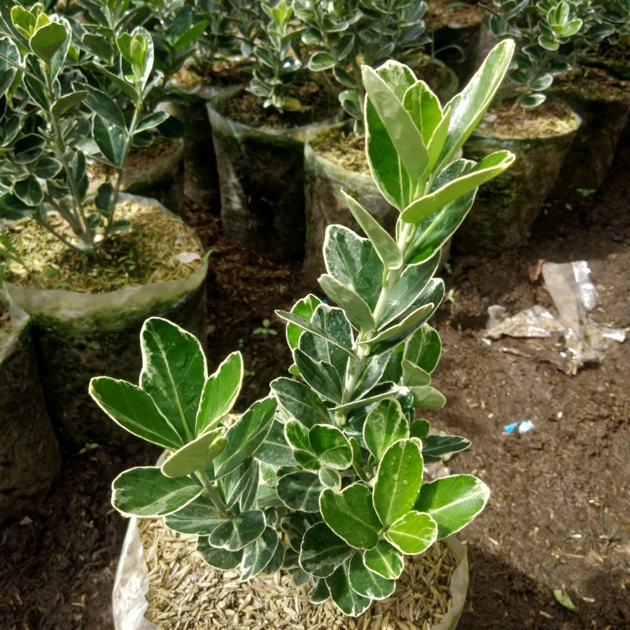 taiwan lipt euonymus japonicus tanaman hias