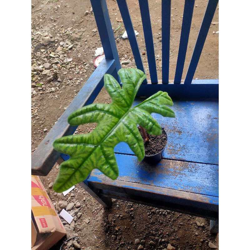 alocasia Jacklyn SP Sulawesi rawatan