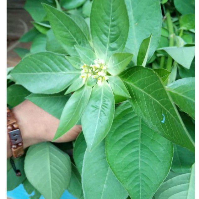 

Daun Patik Mas Atau Daun Kate Mas Segar Per 500 Gram