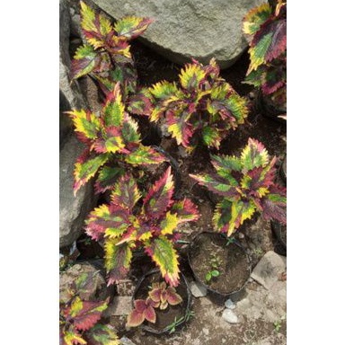 Miana pelangi premium