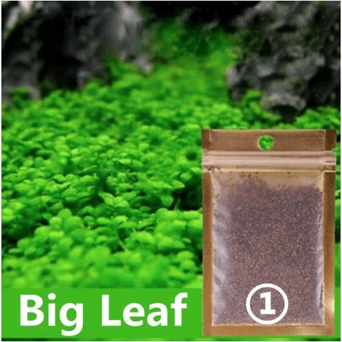 Bibit Benih Biji Rumput Aquarium Big Leaf Grass Carpet Aquascape