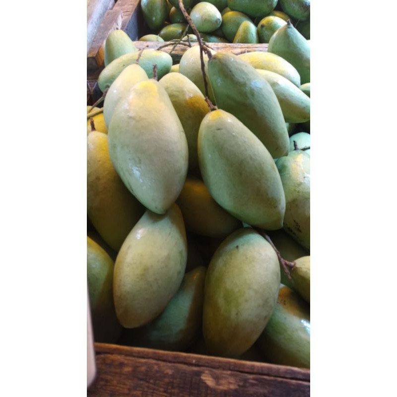 

Mangga lokmai changmay chiang mai MENTAH muda segar 1 kilogram daging putih Asem muda thailand nam dok mai okyong asem seger asem asam