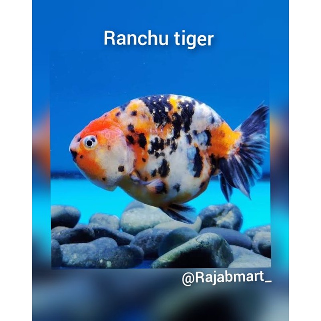 ikan hias koki ranchu tiger size 7-8 cm