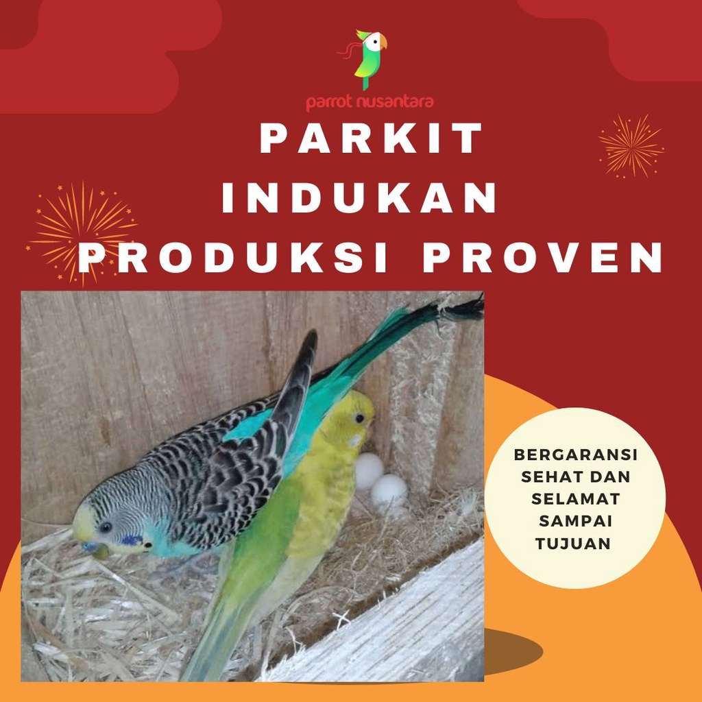 Sepasang indukan parkit produksi