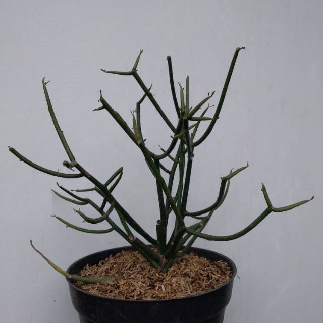 Rhipsalis / Patah Tulang / Tanaman patah tulang
