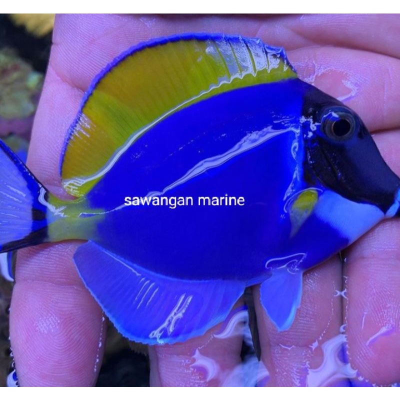 ikan hias laut botana biru size s m