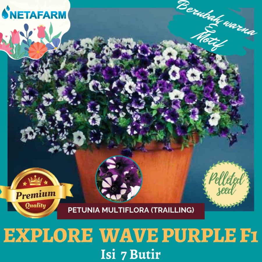 Benih Bunga Petunia Multiflora (Trailling) Explore Wave Purple F1-7Btr