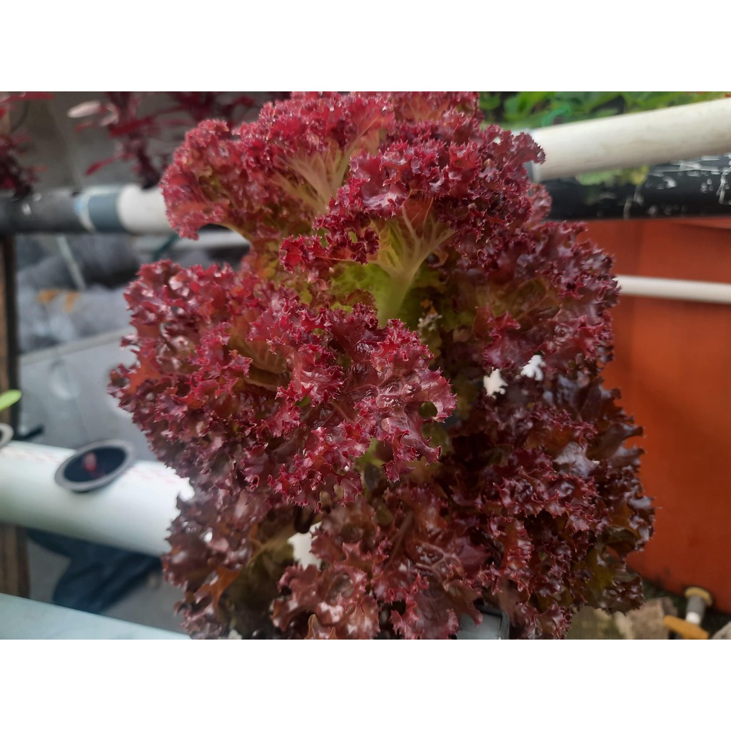 Benih Selada Keriting Merah | Bibit Selada Merah | Red Lettuce