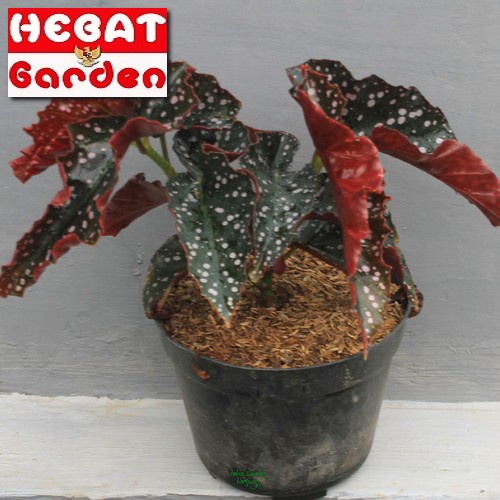 Begonia Maculata Wightii - Begonia Mocca