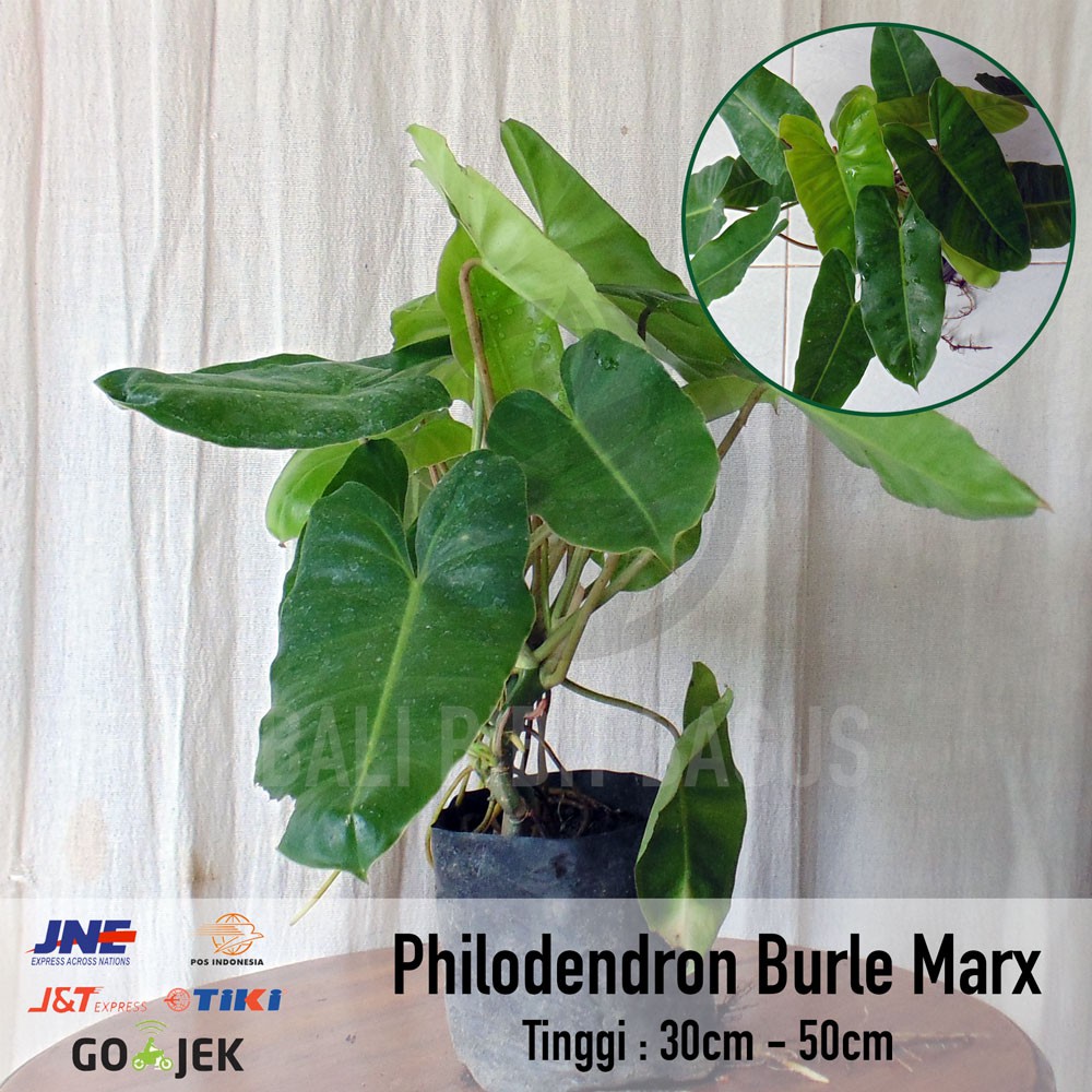 Bibit Tanaman Philodendron Burle Marx