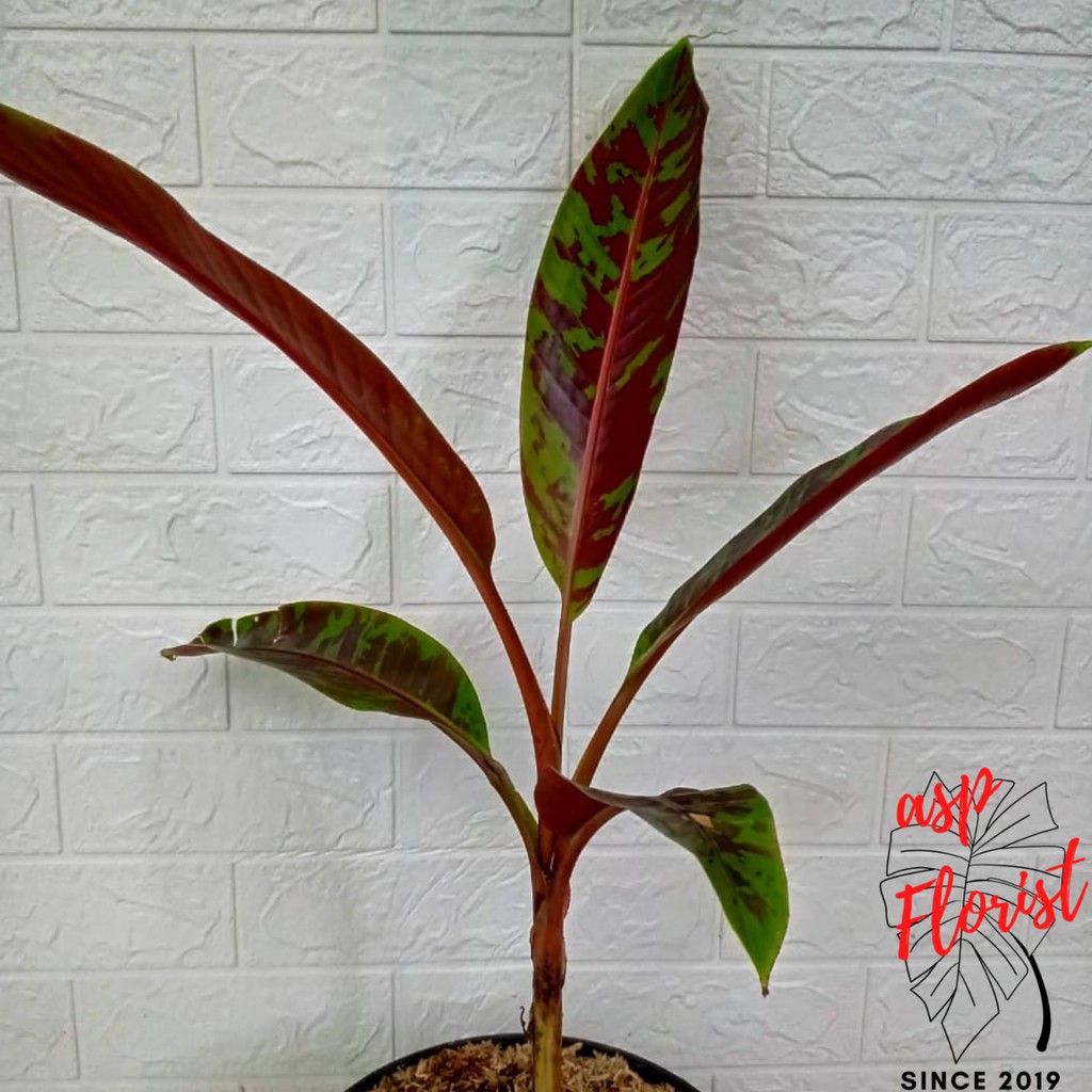 Pisang Variegata Merah - Blood Banana