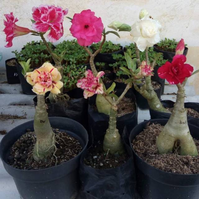 Paket 6 Batang Bibit Bunga Kamboja Jepang TRIPE WARNA TERBARU SESUAI GAMBAR BONGGOL BESAR