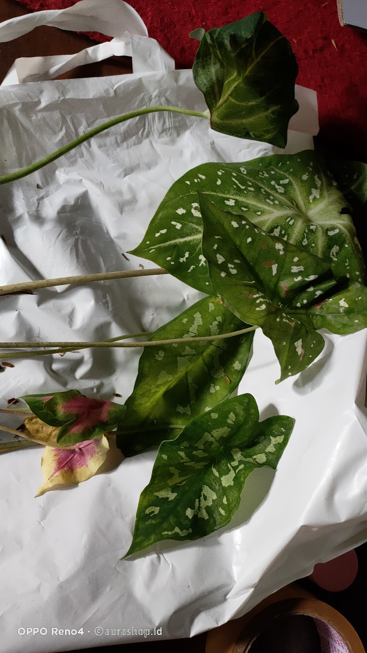 Tanaman Hias Tisu Wayang Cantik Tanaman Hias