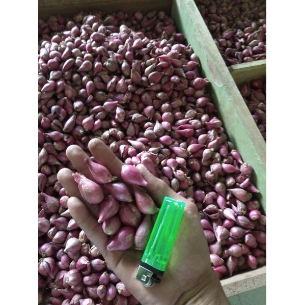 

Bawang merah Brebes rakyat 500g