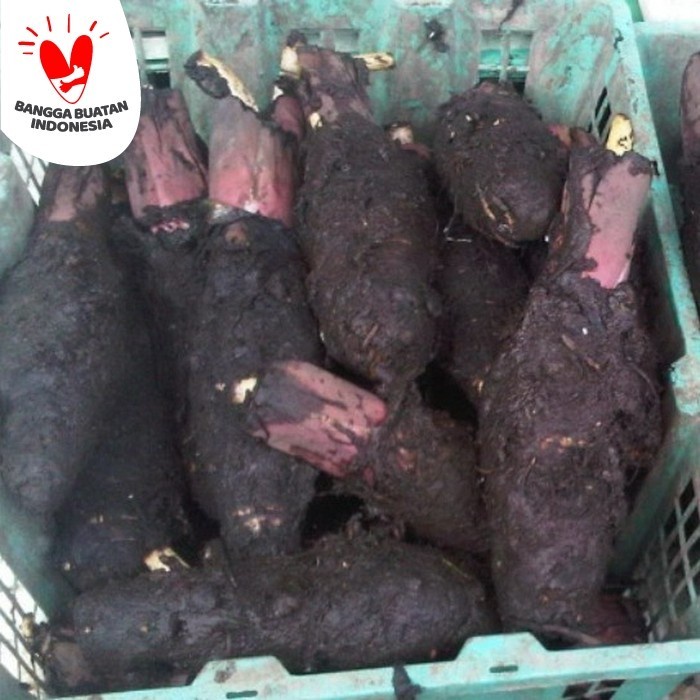 

buah sayur talas pontianak pulen legit enak kalimantan