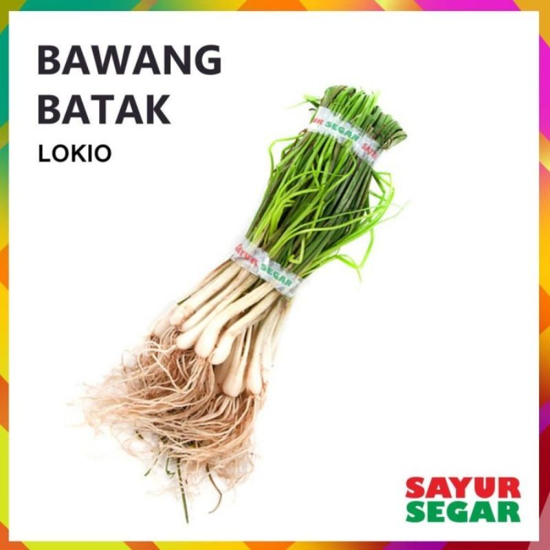 

bawang batak lokio 1 ikat