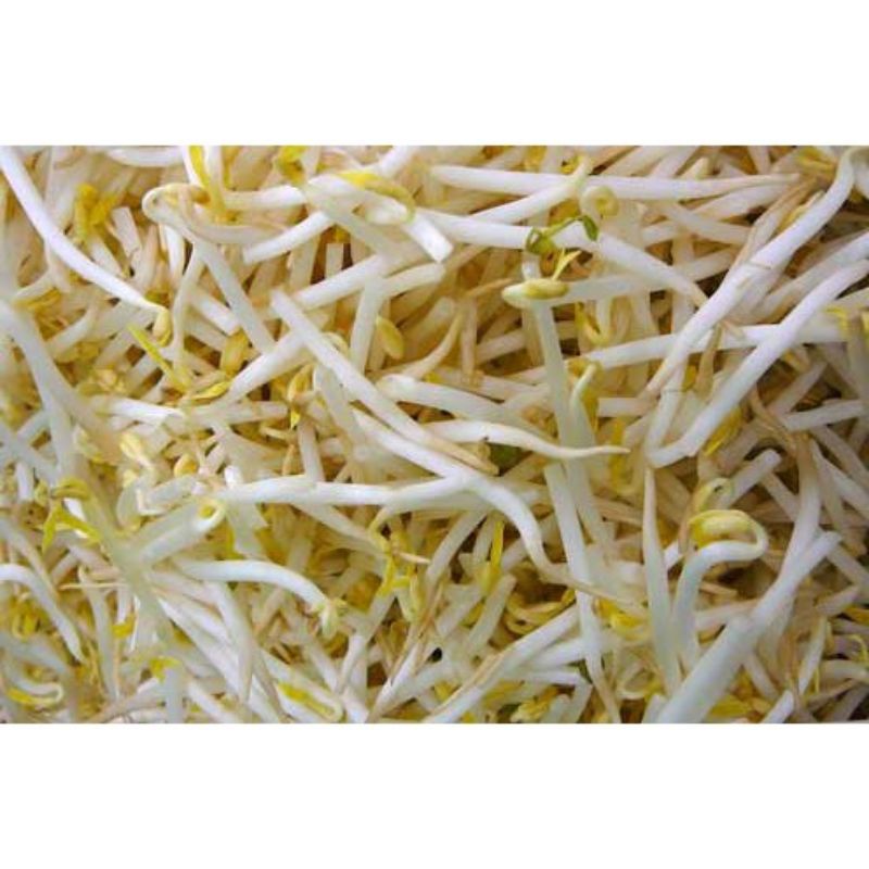 

TAUGE/KECAMBAH/250gr