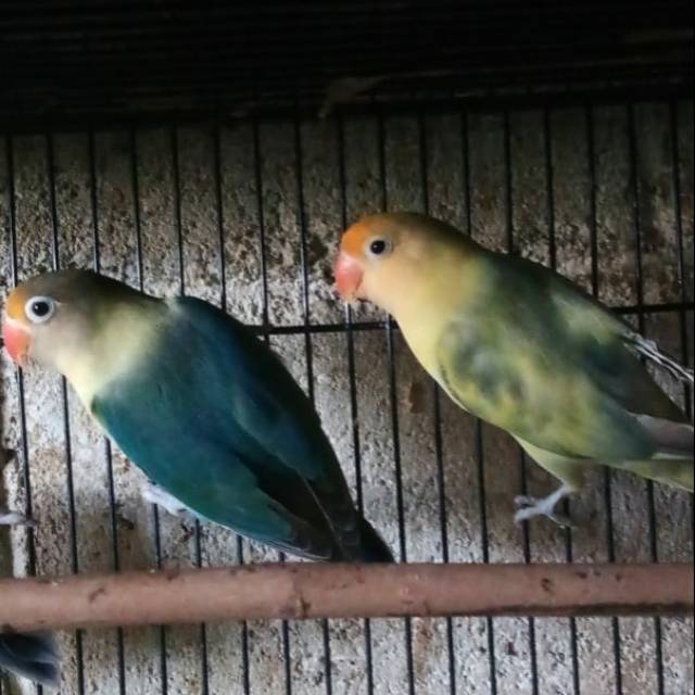 Burung Lovebird | Lakbet Indukan | Dewasa
