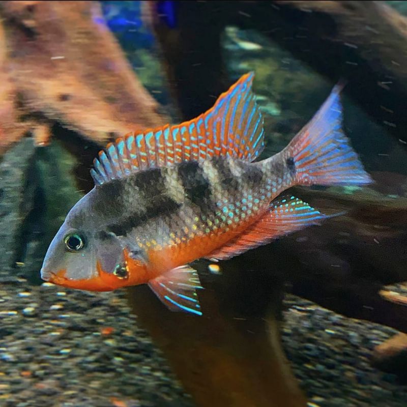 ikan firemouth ikan hias american cichlid