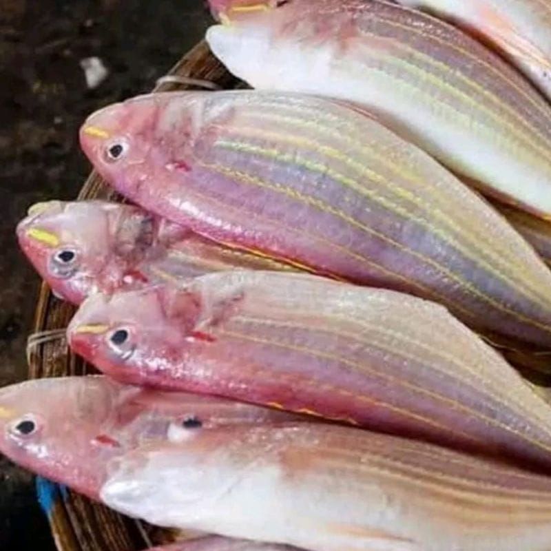 

IKAN KERIS /IKAN TUYUL FRESH per 500 gram